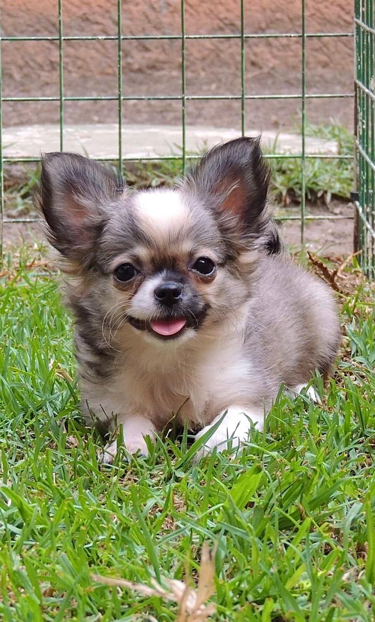 Chihuahueño 13